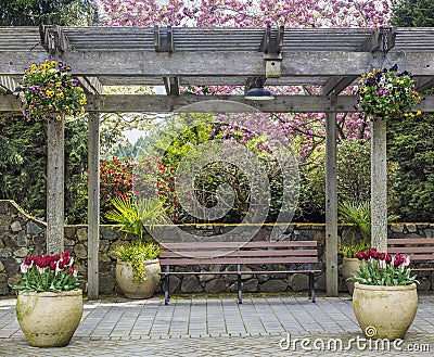 Rustic pergola with bench and flower pots under blossoming cherry tree