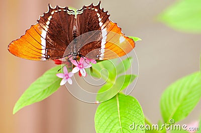 Rusty-tipped Page butterfly