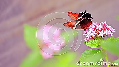 Rusty-tipped Page butterfly feeding on flowers