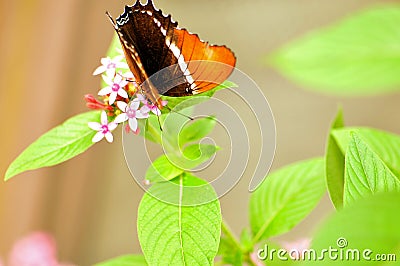 Rusty-tipped Page butterfly on flowers