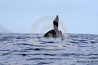 S Right Whale Breaching 3/3