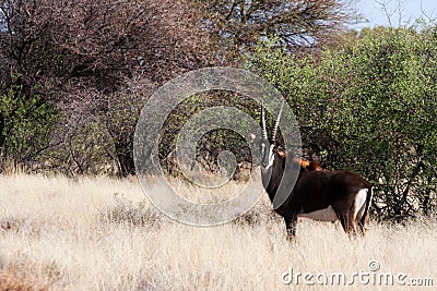 Sable antelope