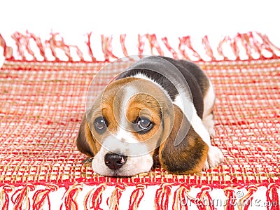 Sad Beagle puppy lying on red carpet