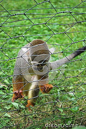 Sad common squirrel monkey