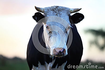 Sad cow