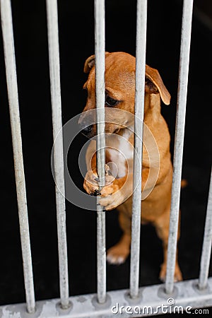 Sad dog in a cage