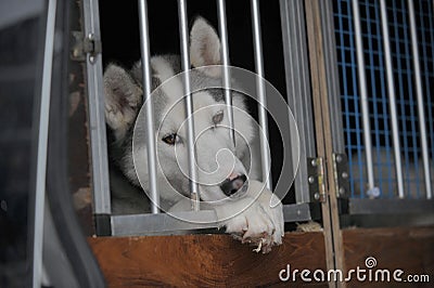 Sad dog in kennel