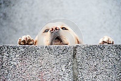 Sad dog looking over wall