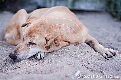 Sad dog resting on sand
