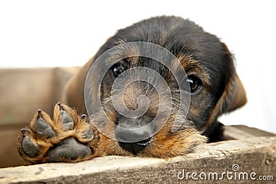 Sad eye Dachshund puppy with paw.