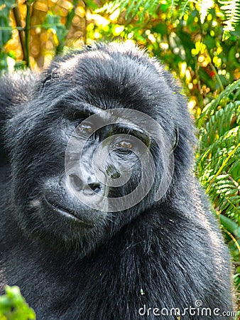 Sad eyes of gorilla