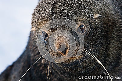Sad Fur Seal