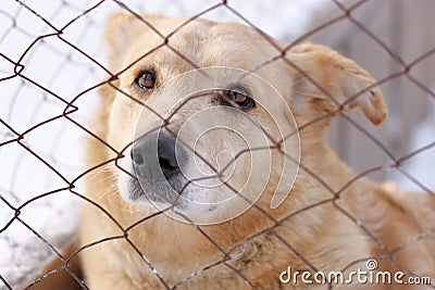 Sad homeless dog for metal mesh