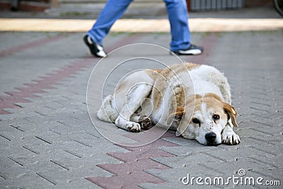 Sad homeless stray dog with ear tag