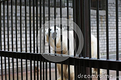 A sad and lonely polar bear in a cage