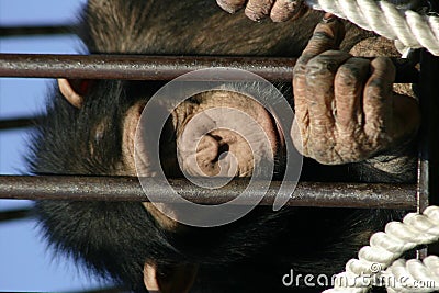 Sad monkey behind bars