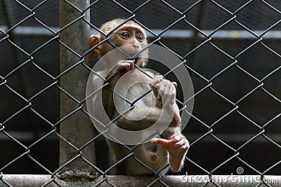 Sad monkey in cage