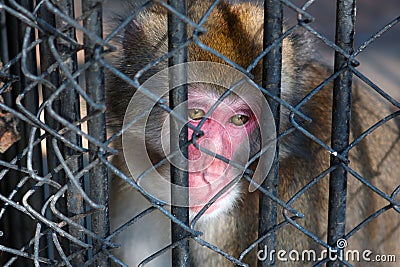 Sad monkey sitting in prison