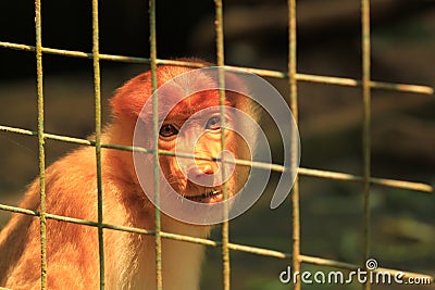 Sad Proboscis Monkey in a cage