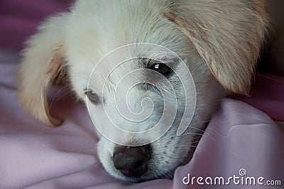 Sad puppy on blanket