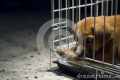 Sad Puppy In Cage