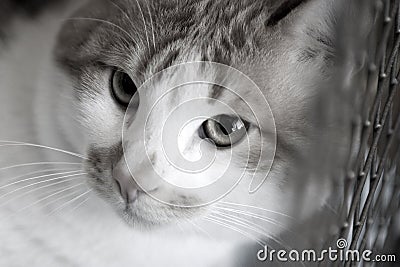 Sad red cat breeds bobtail in a cage