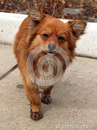 Sad red dog standing