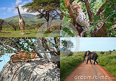 Safari in Africa. set of wild animals.