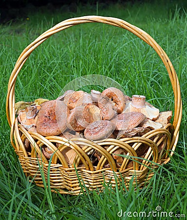 Saffron milk caps in the basket on the grass