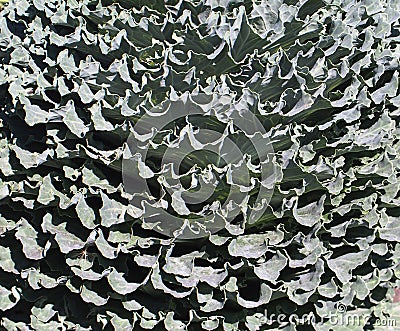 Sage Green Ornamental Cabbage Leaves-Background