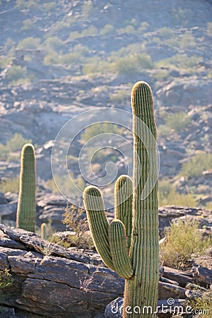 Saguaro cacti in desert