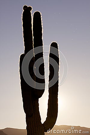 Saguaro Cactus Backlit