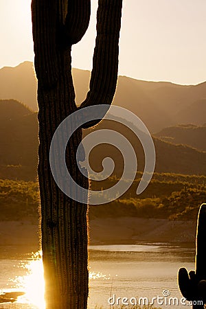 Saguaro Cactus Sunrise