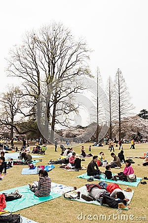 Sakura in Tokyo, Japan