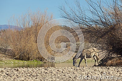 Salt River Wild Horse Drinking