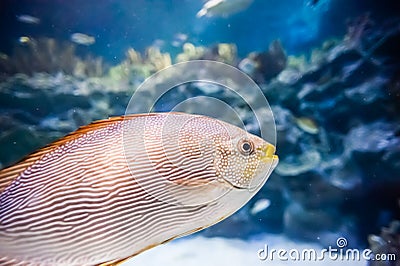 Salt Water Fish in Tank