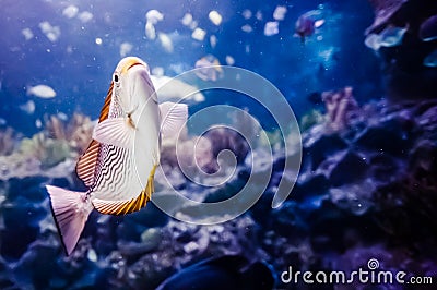 Salt Water Fish in Tank