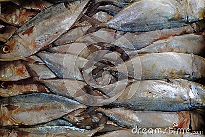 Salted Mackerel fish