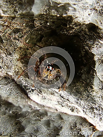 Salticidae jumping spyder on a rock, Ang Thong National Marine P