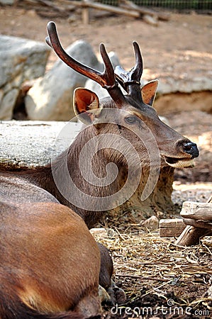 Sambar deer