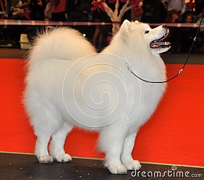 Samoyed dog