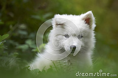 Samoyed dog puppy