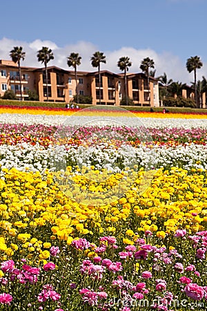 Southern California springtime flowers