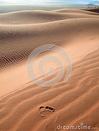 Sand dunes in the Kalahari desert