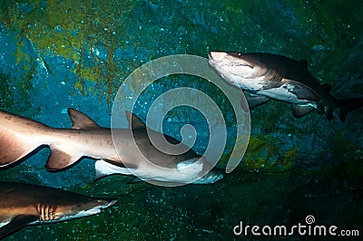 Sand tiger sharks (Carcharias taurus) underwater