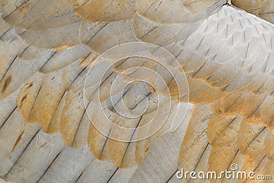 Sandhill crane feather