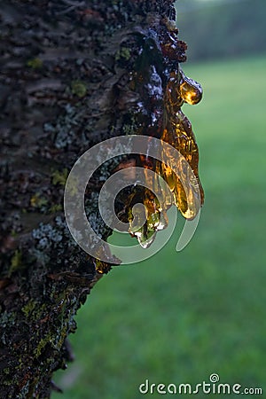 cherry tree oozing sap sap from cherry tree royalty free stock images image 21359279 cherry tree oozing sap sap from cherry tree royalty free stock images image 21359279