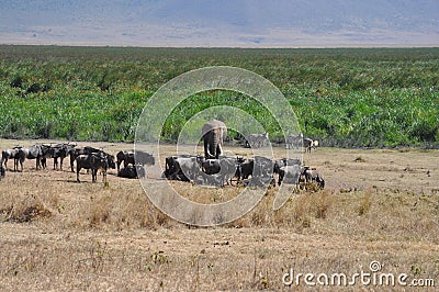 Savana landscape with wild animals