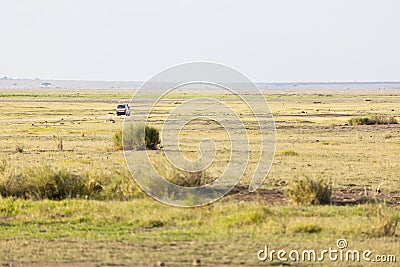 Savanna And Safari Car in Kenya