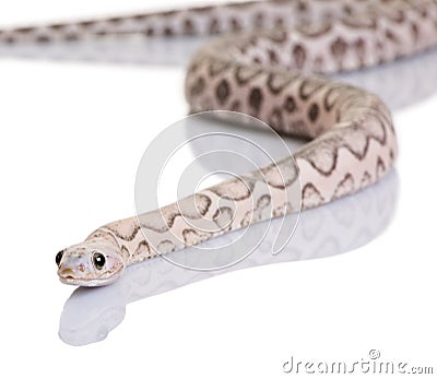 Scaleless Corn Snake Or Red Rat Snake Stoc